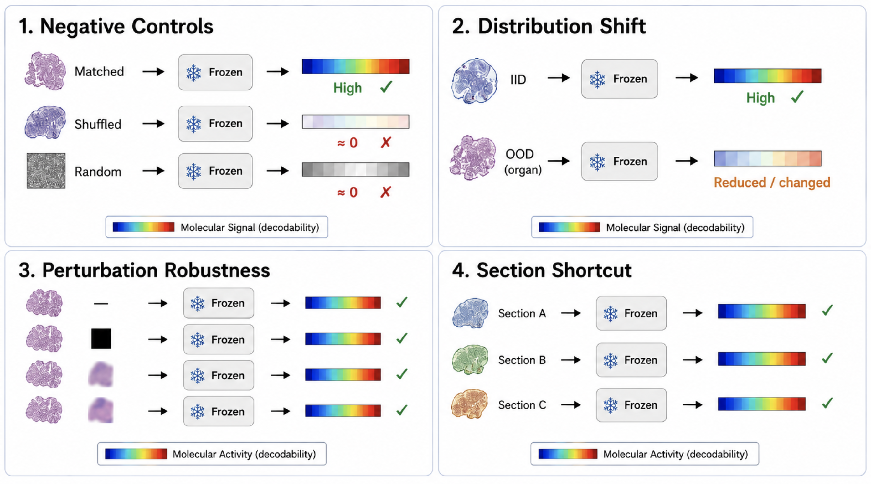 The four audit operators: negative controls, distribution shift, benign perturbations, and the section-identity shortcut.